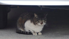 Gatto accovacciato sotto un’auto parcheggiata