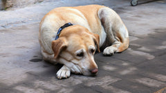 Labrador anziano sdraiato sul marciapiede