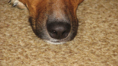 Cane color fulvo con il muso appoggiato sul tappeto