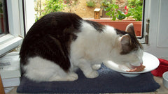 Gatto bianco e nero che mangia da un piatto