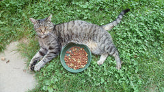 Gatto tigrato sdraiato sull’erba accanto a una ciotola di cibo