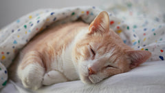 Gatto rosso che dorme sotto una coperta a pois