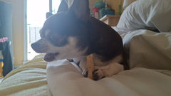 Chihuahua nero e focato su un letto che mastica uno snack
