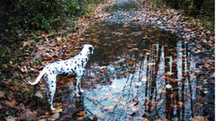 Dalmata accanto a una grande pozzanghera tra le foglie d’autunno
