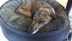 Cane tigrato che dorme raggomitolato nella sua cuccia rotonda
