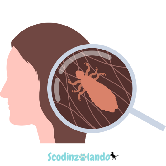 Pidocchi: Guida Completa per Riconoscerli, Trattarli e Prevenirli Efficacemente