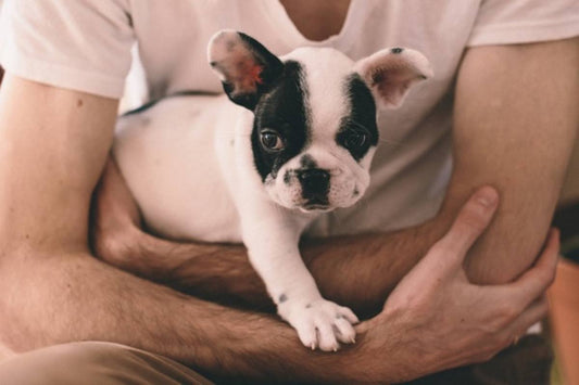 Lo sapevi che prendere il tuo cane in braccio può essere pericoloso?