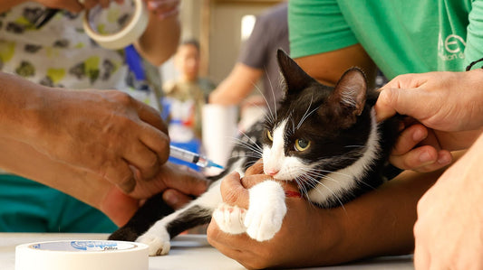 Gatto bianco e nero visitato dal veterinario: solo lui può prescrivere un antibiotico