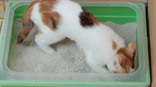 Gattina tricolore nella lettiera: osservare le feci aiuta a capire i problemi intestinali del gatto
