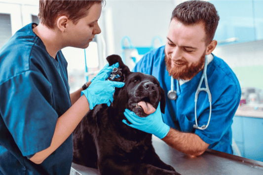 Farmaci umani per otite del cane: si possono usare?
