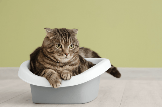 Come abituare un gattino alla lettiera in 7 giorni