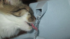 Gatto che beve da una fontanella