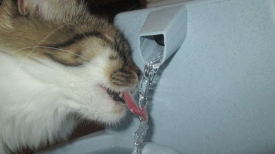 Gatto che beve da una fontanella