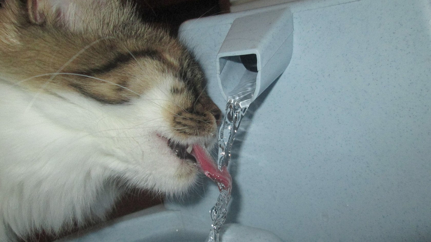 Gatto che beve da una fontanella