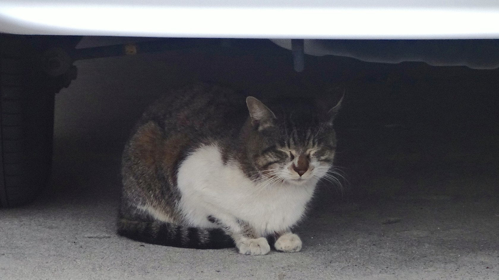 Gatto accovacciato sotto un’auto parcheggiata