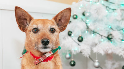 Cane con collare natalizio davanti all’albero di Natale