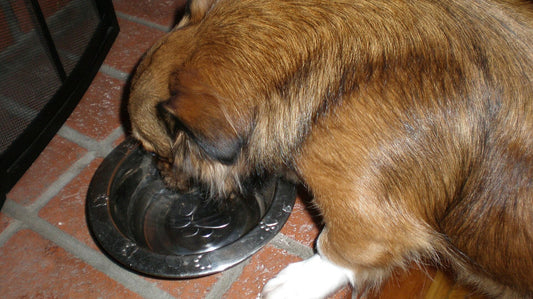 Cane meticcio dal pelo fulvo che beve acqua da una ciotola di metallo
