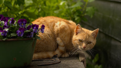 Gatto rosso tigrato attento che guarda verso la fotocamera
