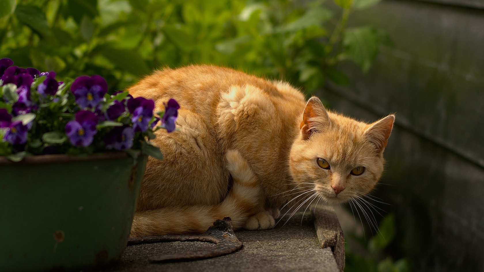 Gatto rosso tigrato attento che guarda verso la fotocamera