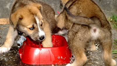 Cuccioli di cane che bevono da una grande ciotola d’acqua