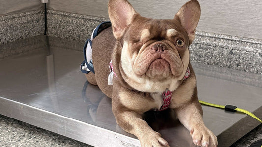 Bulldog francese color cioccolato sdraiato sulla bilancia di un ambulatorio veterinario