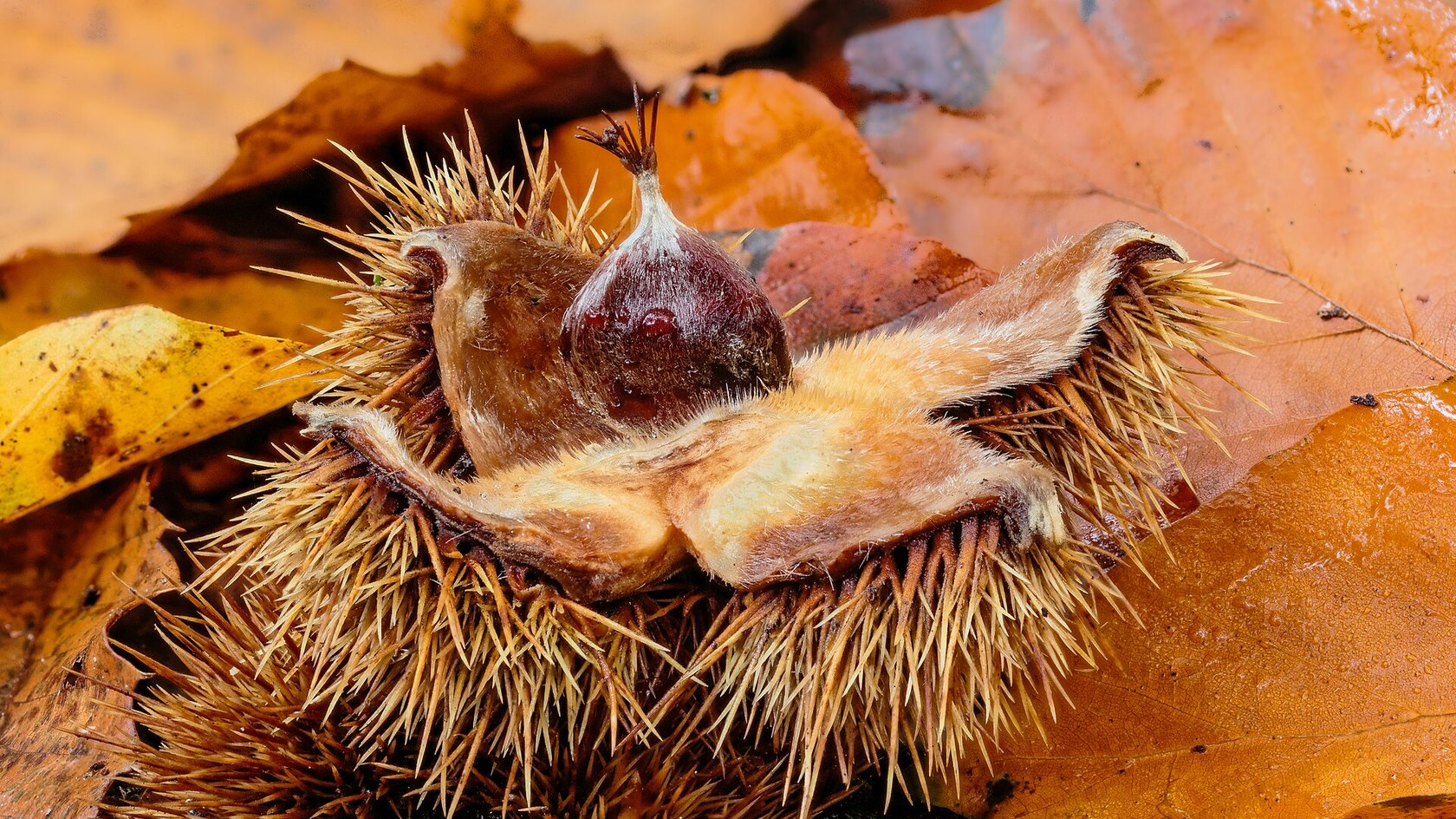Riccio di castagno aperto con la castagna tra le foglie secche