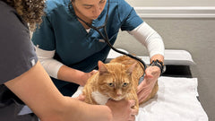 Veterinaria che ausculta un gatto rosso durante una visita