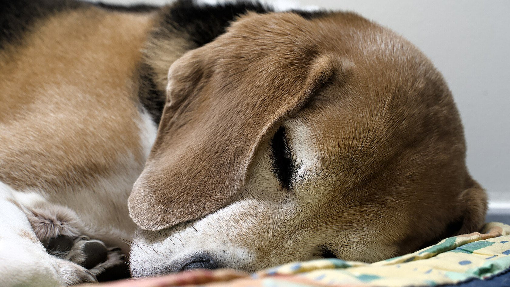 Beagle che dorme raggomitolato