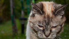Gatto anziano stanco sdraiato che guarda in avanti