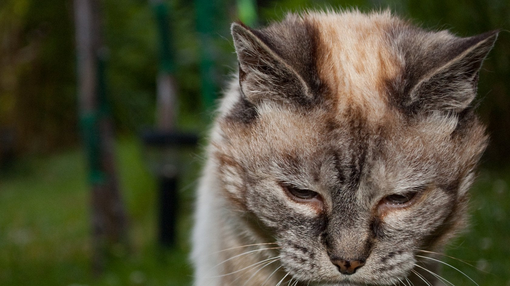 Gatto anziano stanco sdraiato che guarda in avanti