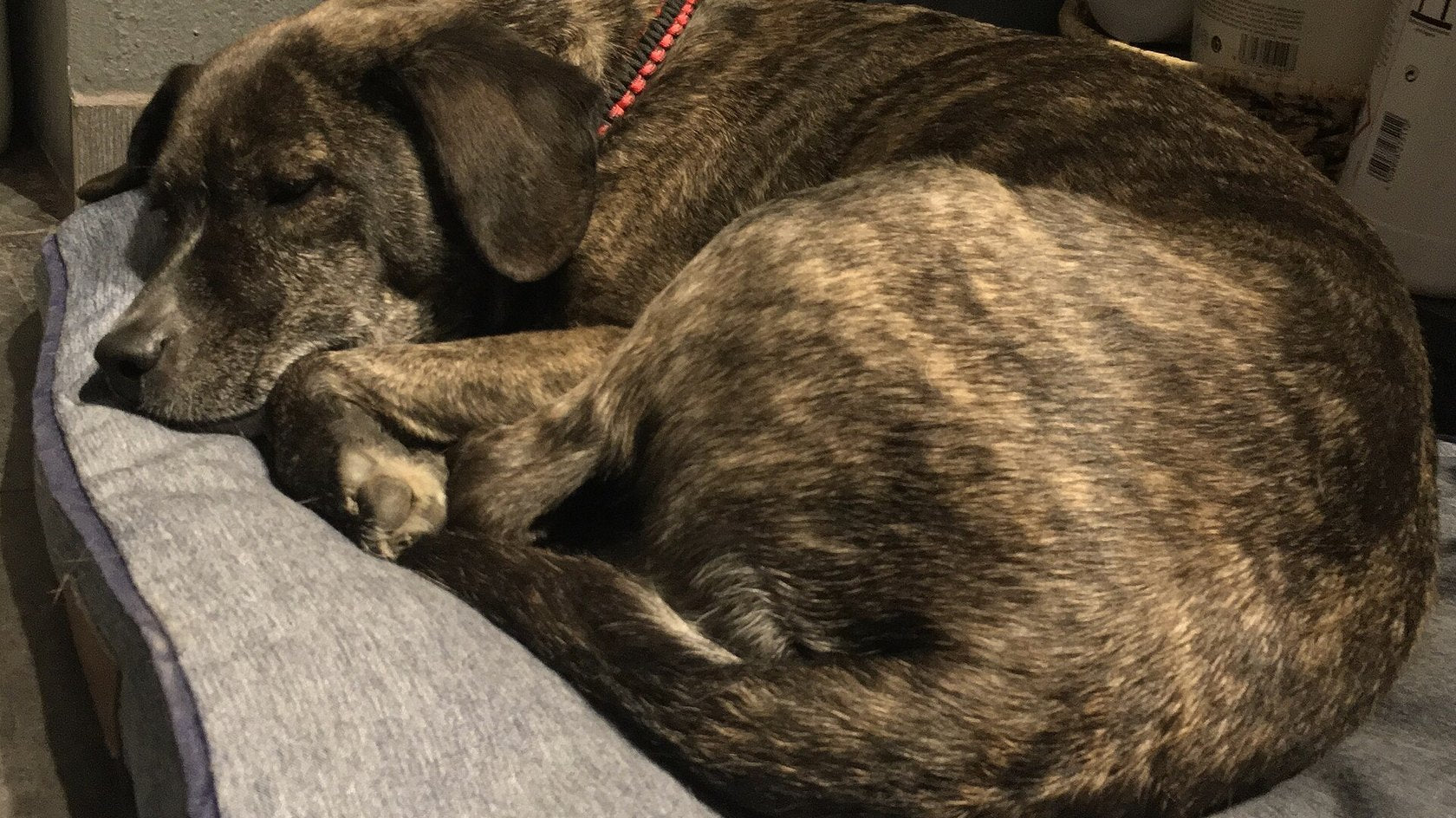 Cane tigrato che riposa acciambellato su un cuscino