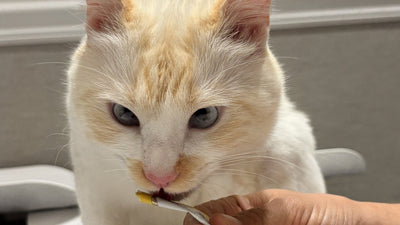 Gatto che assaggia uno snack in tubetto offerto a mano