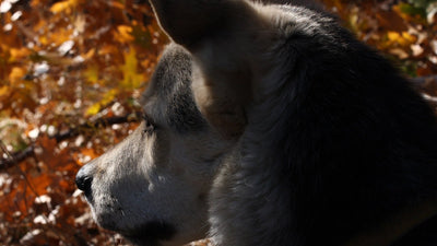 Cane tra le foglie autunnali