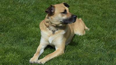 Cane meticcio fulvo sdraiato tranquillo sul prato