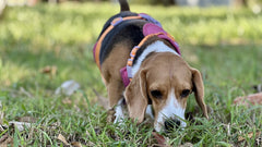 Beagle che annusa l’erba in un giardino