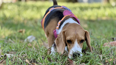 Beagle che annusa l’erba in un giardino