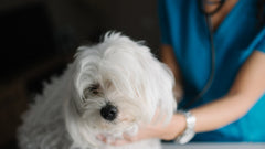 Veterinaria che visita un cane maltese bianco sul lettino