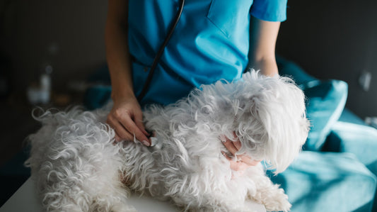 Veterinaria che ausculta con lo stetoscopio un cane maltese sdraiato sul lettino