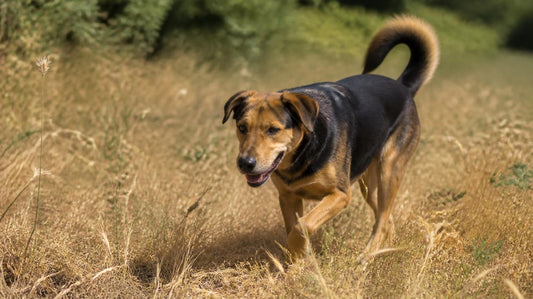 Cane in campo autunnale con erba secca, tema forasacchi