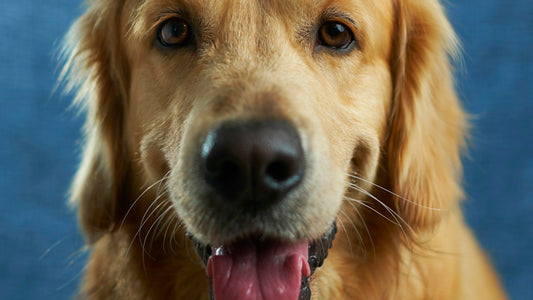 Cane allaperto e protezione spot-on antiparassitaria