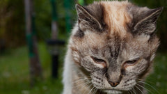 Gatto anziano che socchiude gli occhi