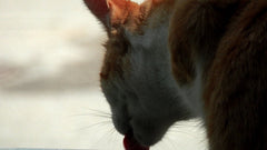 Gatto domestico che beve acqua da una ciotola