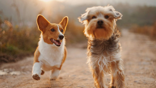 Cane attivo: supporto articolare e glucosamina