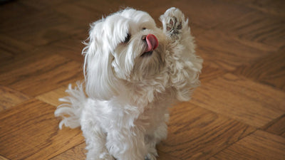 Cane maltese bianco seduto sul parquet con la zampa alzata e la lingua fuori