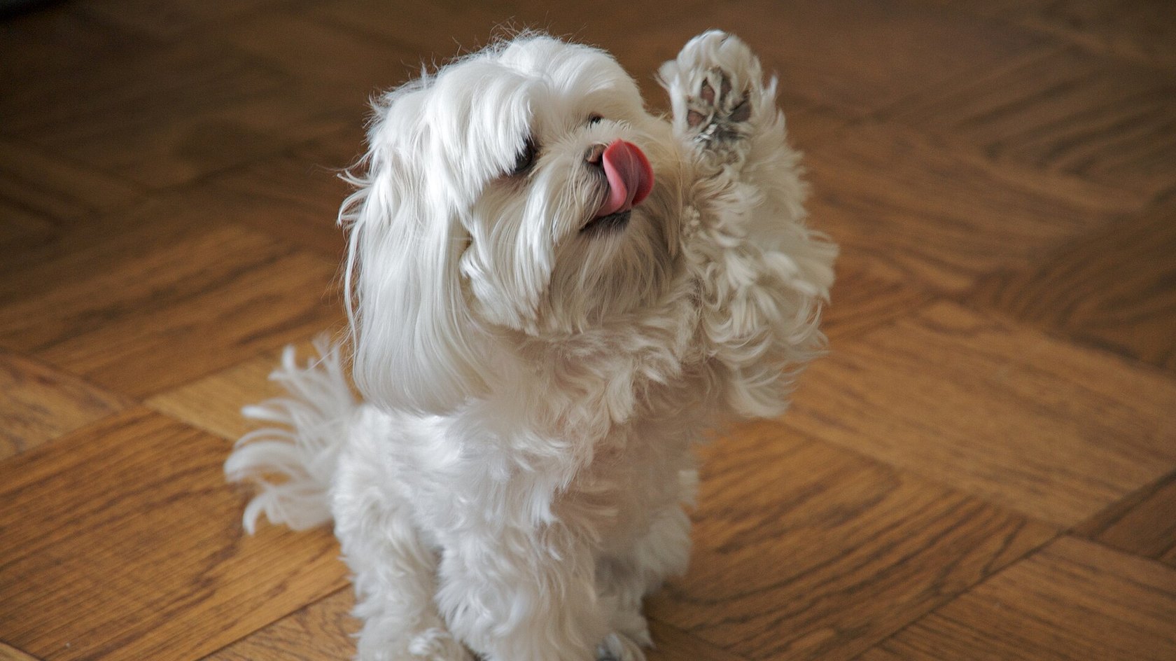 Cane maltese bianco seduto sul parquet con la zampa alzata e la lingua fuori
