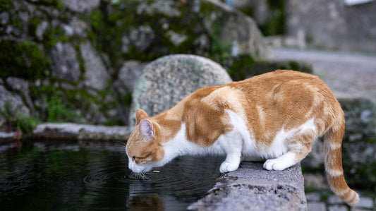 Gatto bianco e rosso che beve acqua da una vasca di pietra