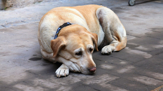 Labrador anziano color miele sdraiato a riposare sul marciapiede