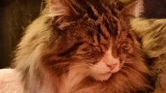 Primo piano di un gatto anziano a pelo lungo con gli occhi socchiusi