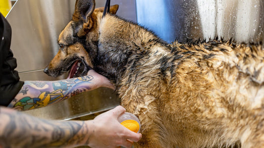 Cane pastore tedesco insaponato durante il bagno in una vasca rialzata