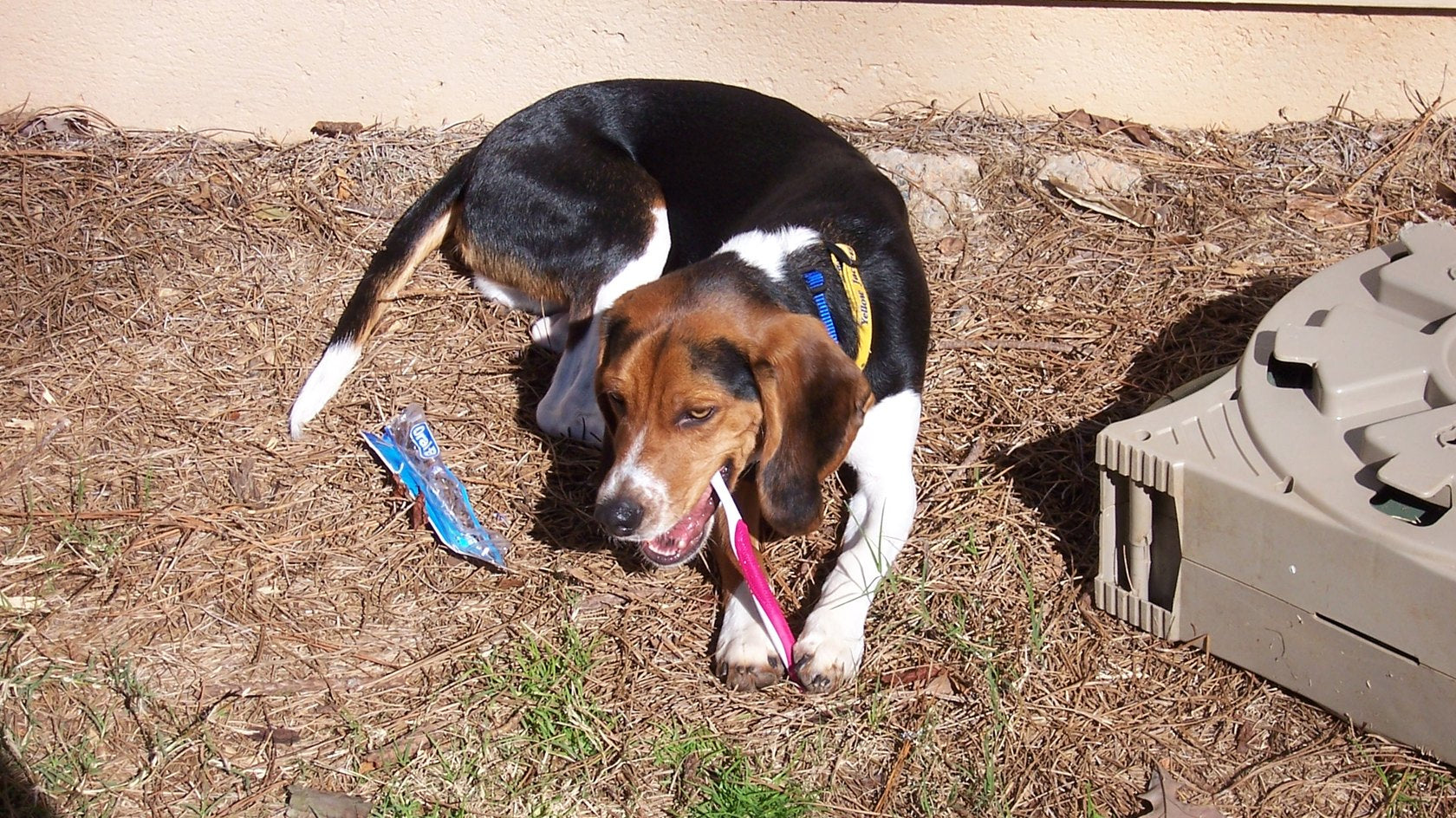 Cucciolo di Beagle sdraiato sull’erba con uno spazzolino in bocca